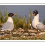 Mouette mélanocéphale (Ichthyaetus melanocephalus - Mediterranean Gull)