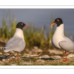 Mouette mélanocéphale (Ichthyaetus melanocephalus - Mediterranean Gull)