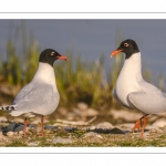 Mouette mélanocéphale (Ichthyaetus melanocephalus - Mediterranean Gull)