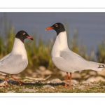 Mouette mélanocéphale (Ichthyaetus melanocephalus - Mediterranean Gull)