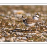 Petit Gravelot (Pluvier petit-gravelotCharadrius dubius - Little Ringed Plover)