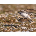 Petit Gravelot (Pluvier petit-gravelotCharadrius dubius - Little Ringed Plover)