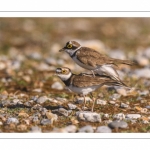 Petit Gravelot (Pluvier petit-gravelotCharadrius dubius - Little Ringed Plover)