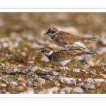 Petit Gravelot (Pluvier petit-gravelotCharadrius dubius - Little Ringed Plover)