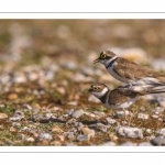 Petit Gravelot (Pluvier petit-gravelotCharadrius dubius - Little Ringed Plover)