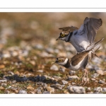 Petit Gravelot (Pluvier petit-gravelotCharadrius dubius - Little Ringed Plover)