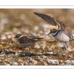 Petit Gravelot (Pluvier petit-gravelotCharadrius dubius - Little Ringed Plover)