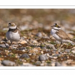 Petit Gravelot (Pluvier petit-gravelotCharadrius dubius - Little Ringed Plover)