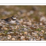 Petit Gravelot (Pluvier petit-gravelotCharadrius dubius - Little Ringed Plover)