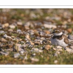 Petit Gravelot (Pluvier petit-gravelotCharadrius dubius - Little Ringed Plover)