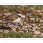 Petit Gravelot (Pluvier petit-gravelotCharadrius dubius - Little Ringed Plover)