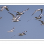 Sterne caugek (Thalasseus sandvicensis - Sandwich Tern) en vol