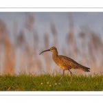 Courlis corlieu (Numenius phaeopus - Eurasian Whimbrel)