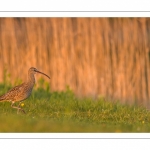 Courlis corlieu (Numenius phaeopus - Eurasian Whimbrel)