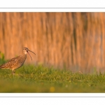 Courlis corlieu (Numenius phaeopus - Eurasian Whimbrel)