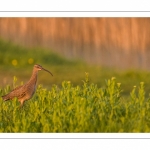 Courlis corlieu (Numenius phaeopus - Eurasian Whimbrel)