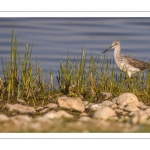 Chevalier aboyeur (Tringa nebularia - Common Greenshank)