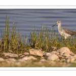 Chevalier aboyeur (Tringa nebularia - Common Greenshank)