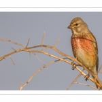 Linotte mélodieuse (Linaria cannabina - Common Linnet)