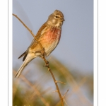 Linotte mélodieuse (Linaria cannabina - Common Linnet)