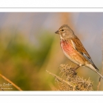 Linotte mélodieuse (Linaria cannabina - Common Linnet)