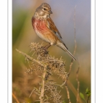 Linotte mélodieuse (Linaria cannabina - Common Linnet)