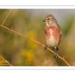 Linotte mélodieuse (Linaria cannabina - Common Linnet)