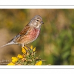 Linotte mélodieuse (Linaria cannabina - Common Linnet)