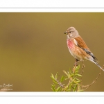 Linotte mélodieuse (Linaria cannabina - Common Linnet)