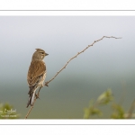 Linotte mélodieuse (Linaria cannabina - Common Linnet)