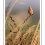 Linotte mélodieuse (Linaria cannabina - Common Linnet)