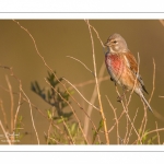 Linotte mélodieuse (Linaria cannabina - Common Linnet)