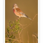 Linotte mélodieuse (Linaria cannabina - Common Linnet)