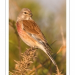 Linotte mélodieuse (Linaria cannabina - Common Linnet)