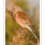 Linotte mélodieuse (Linaria cannabina - Common Linnet)