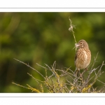 Linotte mélodieuse (Linaria cannabina - Common Linnet)