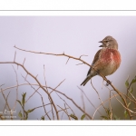 Linotte mélodieuse (Linaria cannabina - Common Linnet)