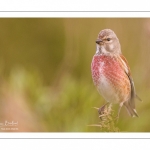 Linotte mélodieuse (Linaria cannabina - Common Linnet)