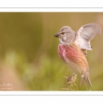 Linotte mélodieuse (Linaria cannabina - Common Linnet)