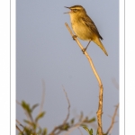 Phragmite des joncs (Acrocephalus schoenobaenus - Sedge Warbler)