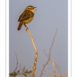 Phragmite des joncs (Acrocephalus schoenobaenus - Sedge Warbler)