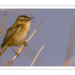 Phragmite des joncs (Acrocephalus schoenobaenus - Sedge Warbler)