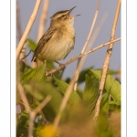 Phragmite des joncs (Acrocephalus schoenobaenus - Sedge Warbler)