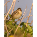 Phragmite des joncs (Acrocephalus schoenobaenus - Sedge Warbler)