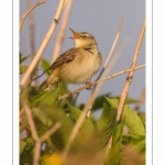 Phragmite des joncs (Acrocephalus schoenobaenus - Sedge Warbler)