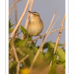 Phragmite des joncs (Acrocephalus schoenobaenus - Sedge Warbler)