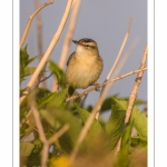 Phragmite des joncs (Acrocephalus schoenobaenus - Sedge Warbler)