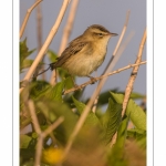 Phragmite des joncs (Acrocephalus schoenobaenus - Sedge Warbler)