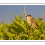 Phragmite des joncs (Acrocephalus schoenobaenus - Sedge Warbler)