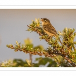 Phragmite des joncs (Acrocephalus schoenobaenus - Sedge Warbler)